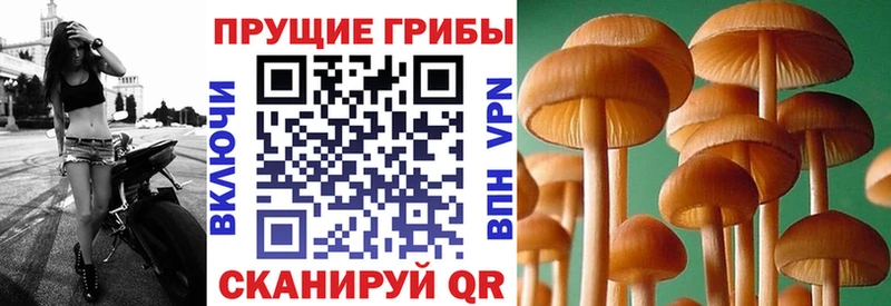 Псилоцибиновые грибы Magic Shrooms  Котельнич 